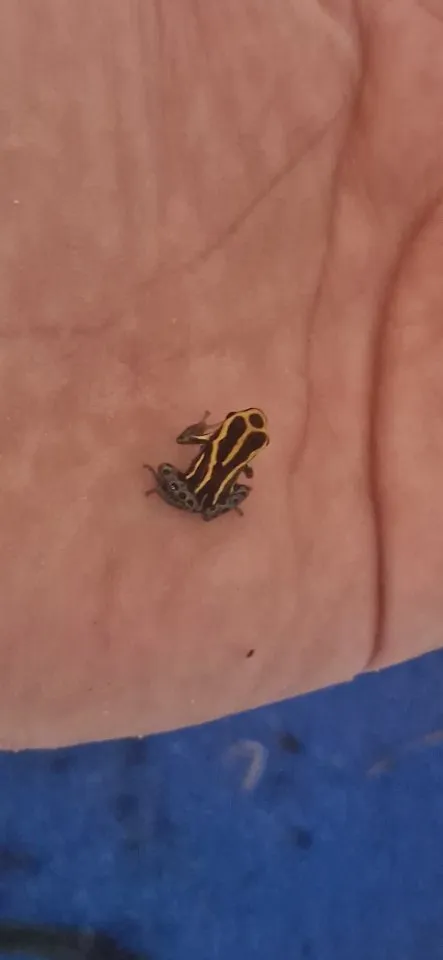 Pfeilgiftfrösche-Ranitomeya variabilis