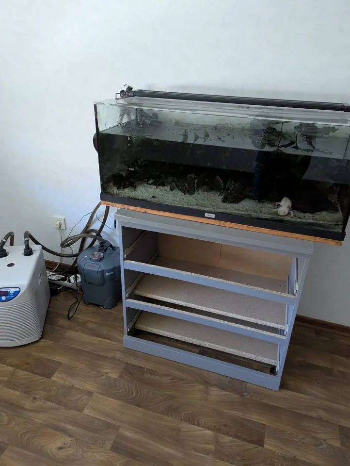 Axolotl Komplettset, Aquarium, Filter, Kühler, Einrichtung und zwei Axolotl