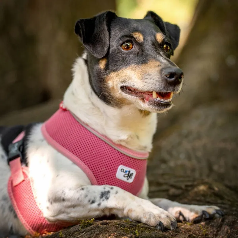 JACKY EMMA - weiblich 7 Jahre 30 cm 11.1 kg Jack Russell Gechipt