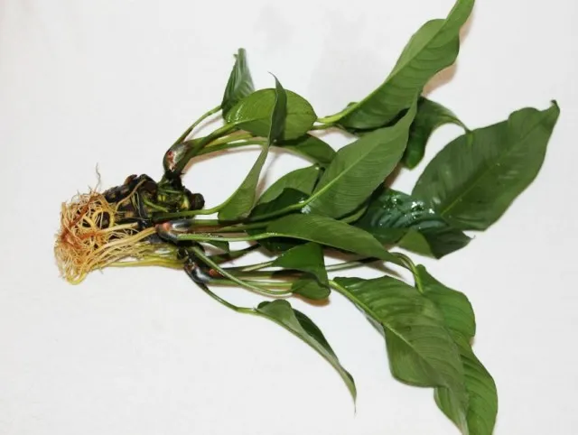 Anubias 30 cm ,sehr kräftig 4 €