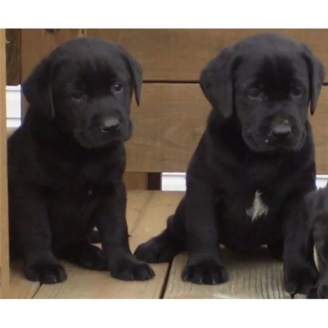 schöne Labrador Welpen