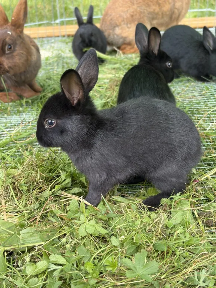 Junge Kleinkaninchen