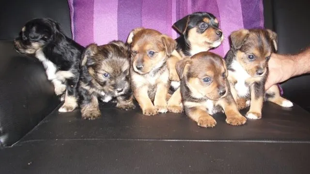 Yorkshire Terrier- Mischlingswelpen suchen ein schönes Zuhause