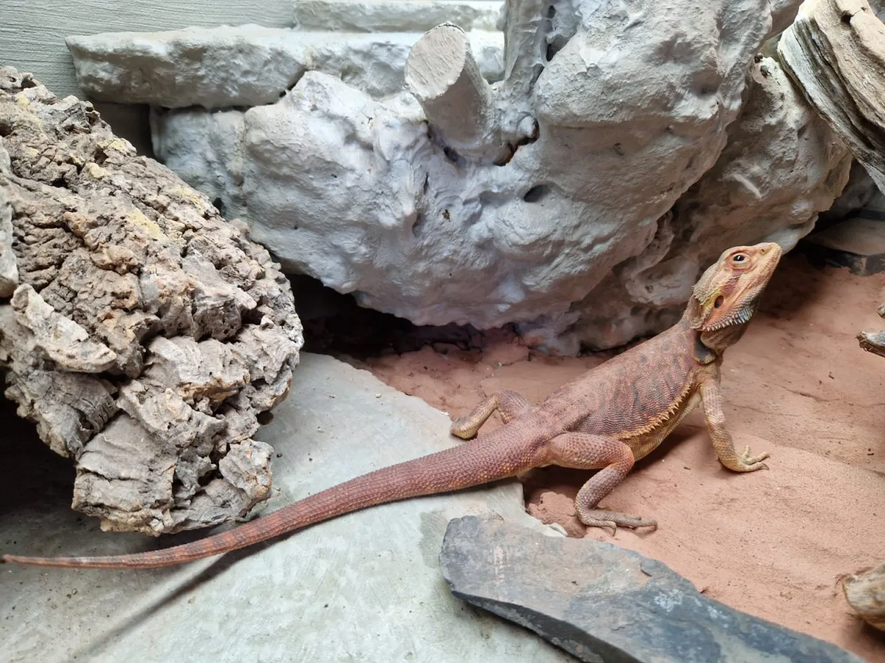 Bartagamen Leatherback – Bild 1