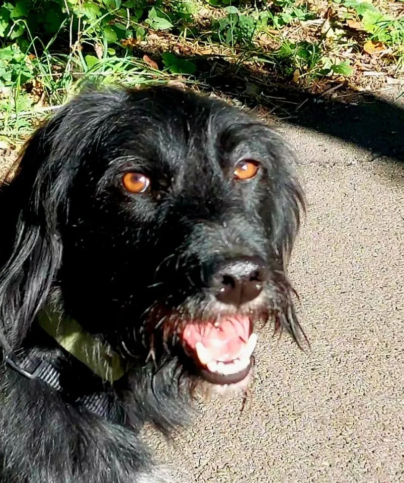 Elmo-sensibler Begleiter sucht dringend seinen Herzplatz