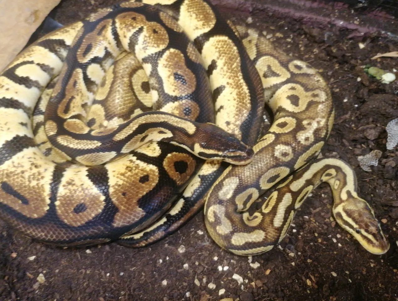 Königspython / Boa Constrictor
