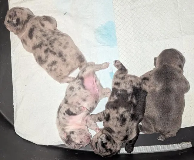 Französische Bulldogge Welpen – Bild 1