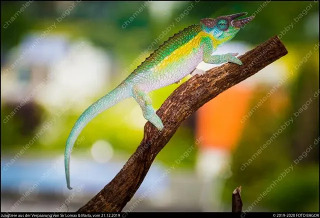 Trioceros Jacksonii Willengensis - Regenbogen Dreihornchamäleon