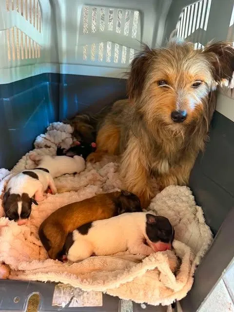 Heidi - Tapfere kleine Heidi sehnt sich nach ganz viel Liebe