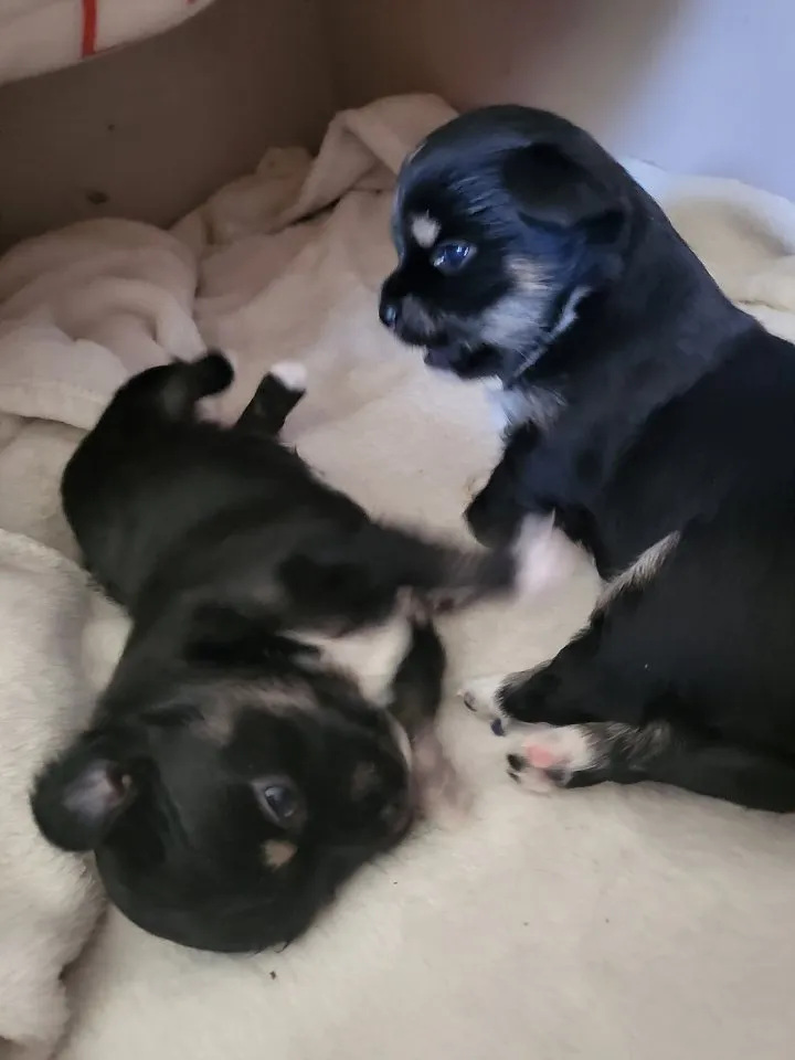 Chihuahua Welpen in liebevolle Hände abzugeben – Bild 1
