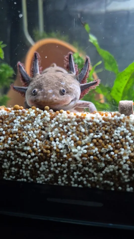 Axolotl abzugeben ...