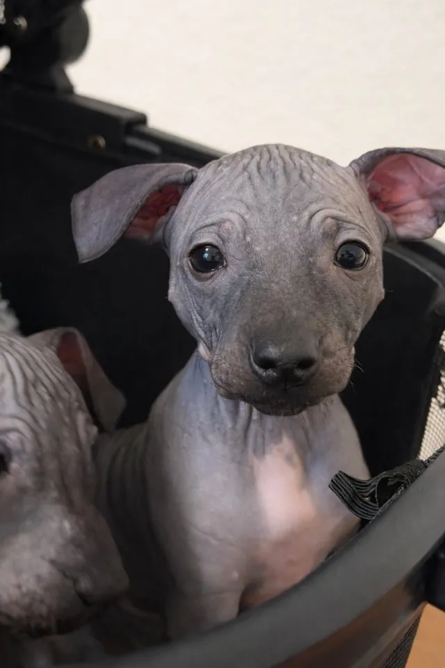 American Hairless Terrier aus PREMIUMZUCHT