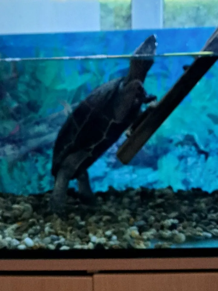 Wasserschildkröte, Aquarium, Unterschrank, Pumpe, Wärmelampe kostenlos abzugeben