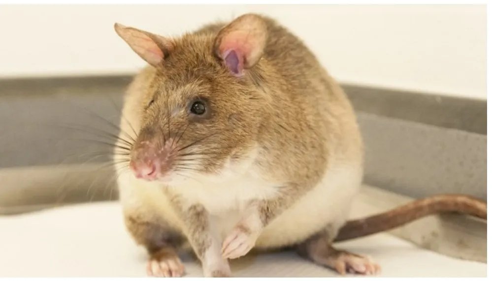 Gambia-Riesenhamsterratten (Cricetomys gambianus)
