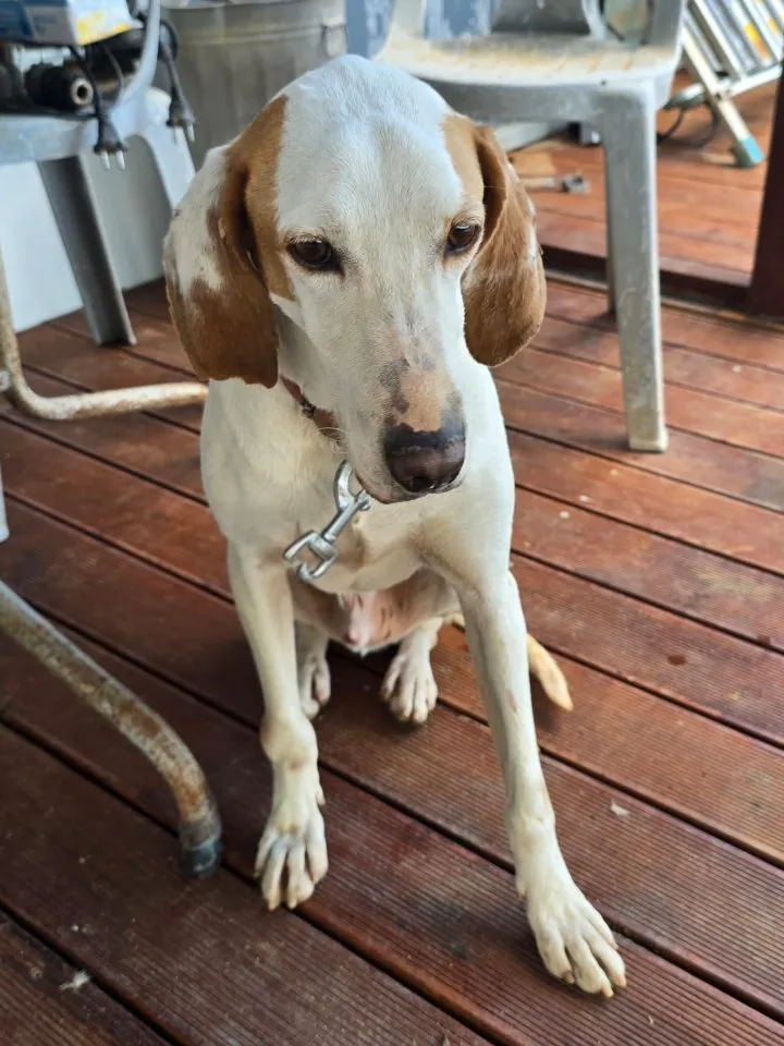 Monty – freundlicher Jagdhund Mix mit guter Laune 🎉