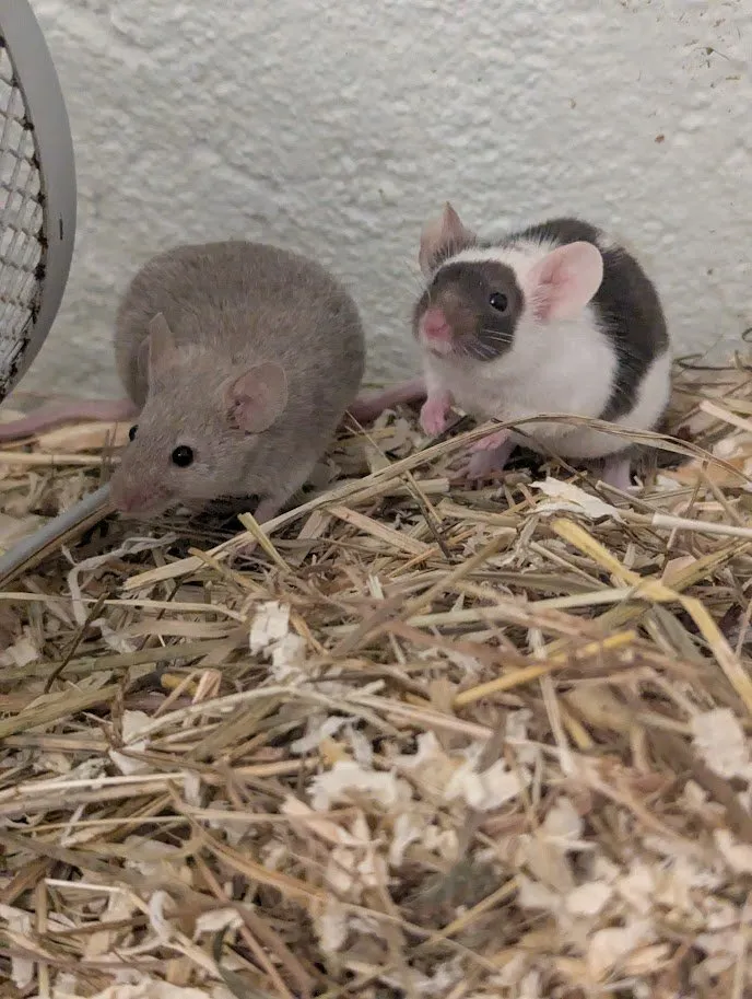 Farbmäuse und weiße Mäuse abzugeben