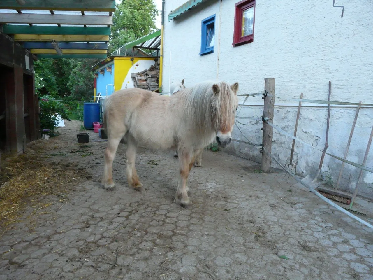 Biete Platz für dein Pferd, Offenstall, Einsteller, Offenstallplatz, Stall frei, Weide