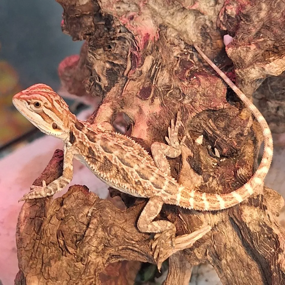 Bartagame mit Terrarium