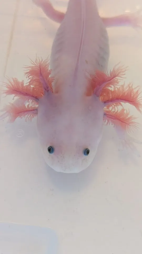Junge Axolotl in 32760