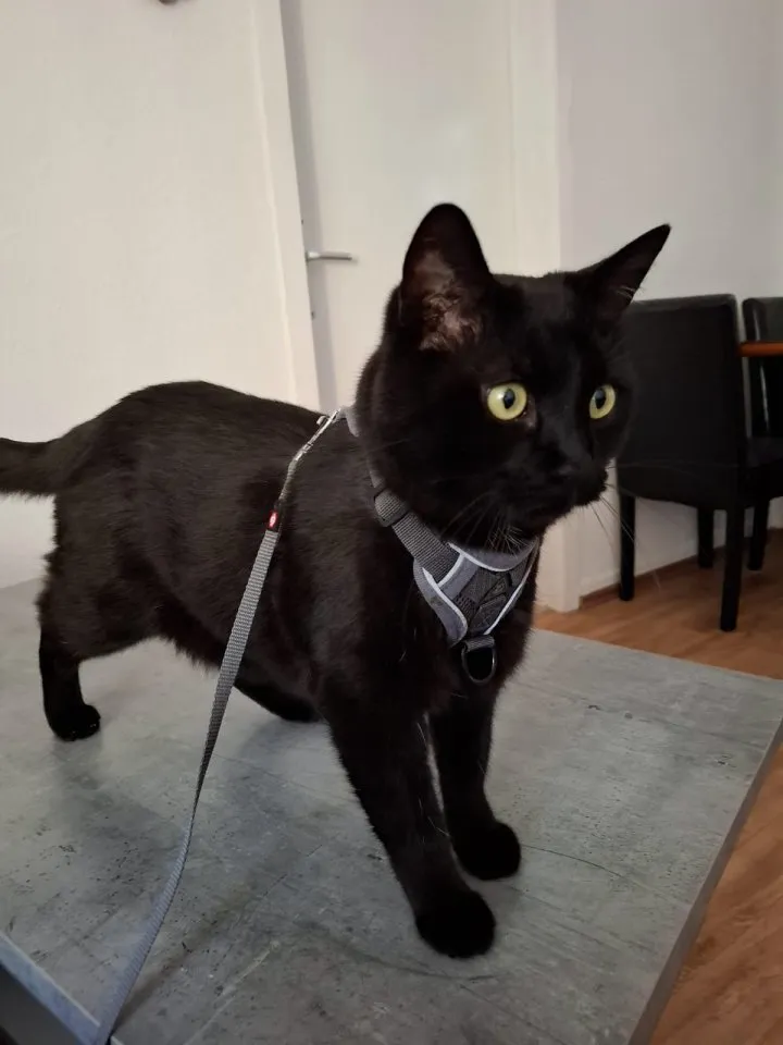 Kater zur Verschenken – Bild 1