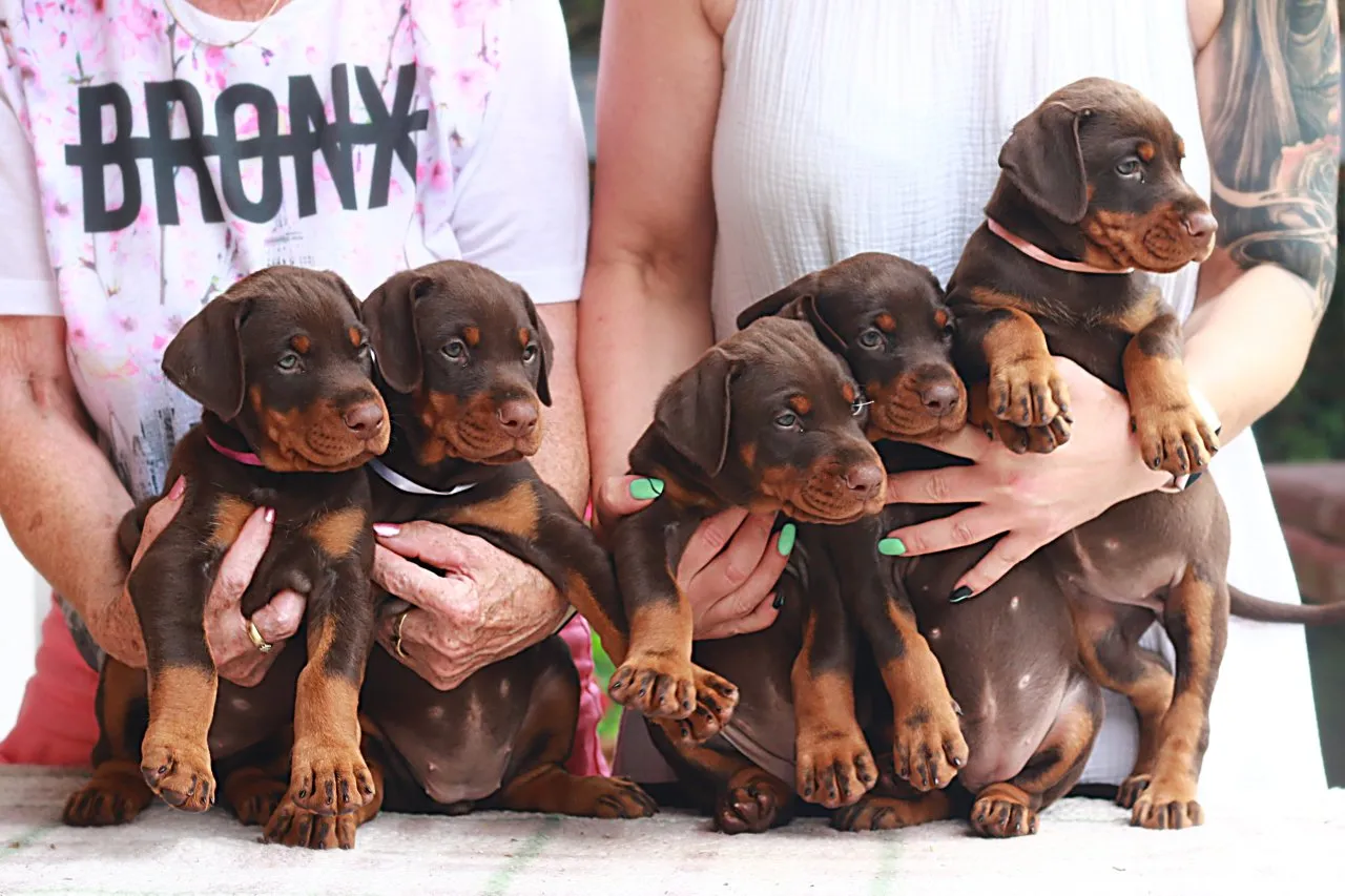 Braune Dobermannwelpen aus FCI Zucht!