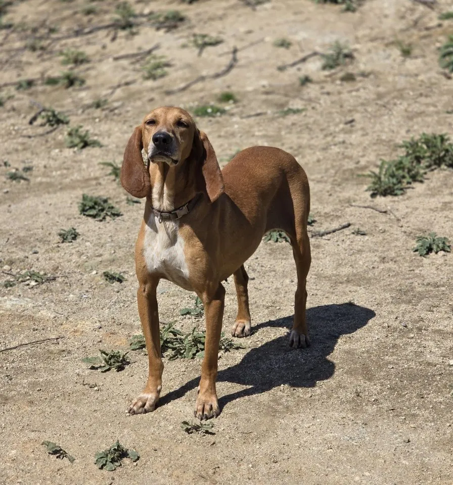 Maila, eine hübsche Jagdhund Mix Hündin