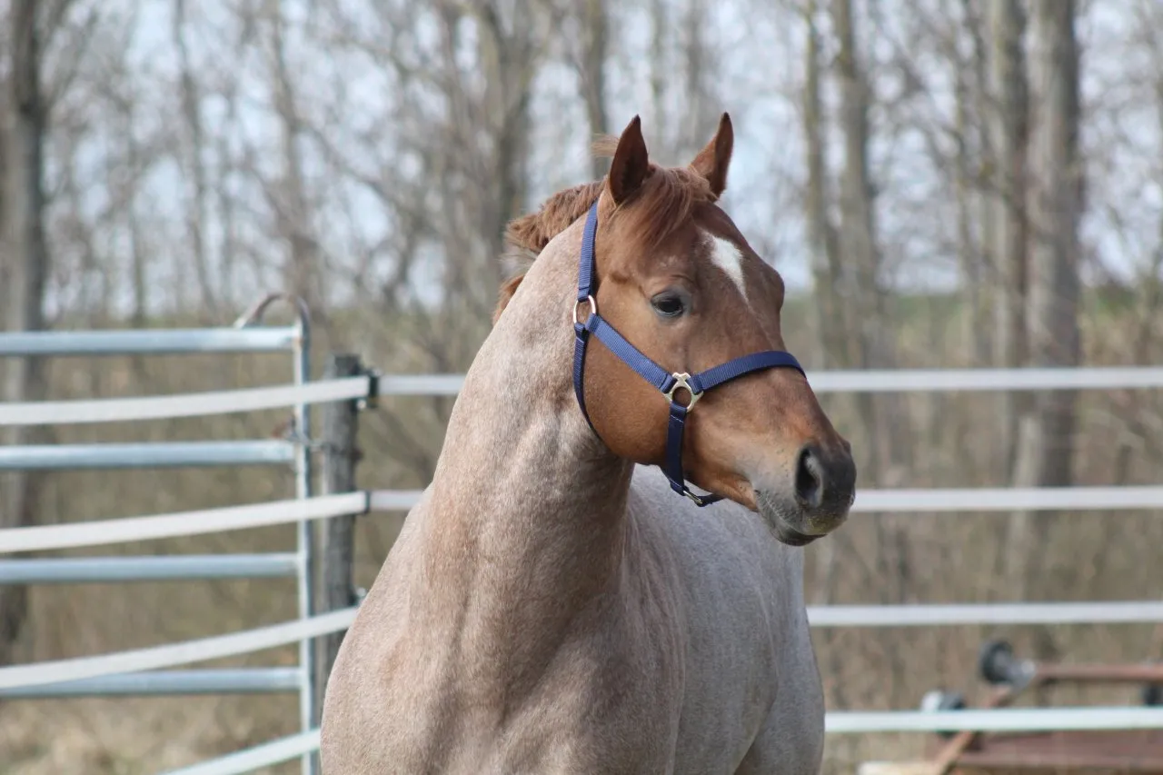 AQHA / APHA Deckhengst