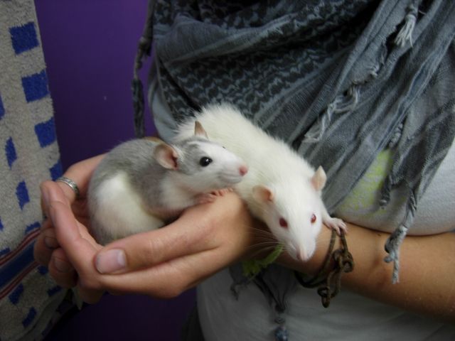 9 Wochen alte Rattenkinder abzugeben