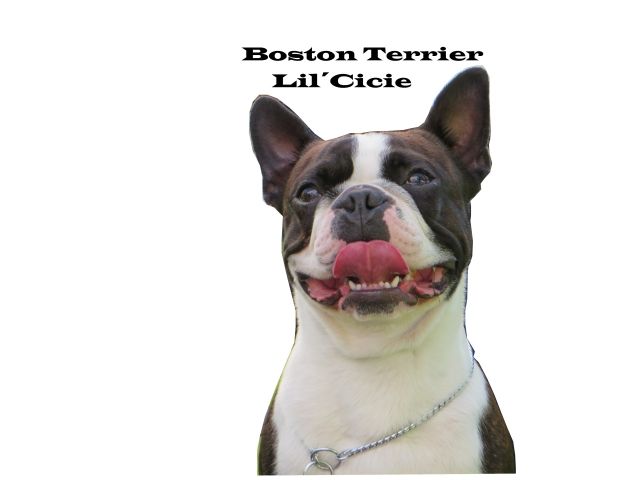 Boston Terrier Welpen Wurfankündigung | tieranzeigen.net