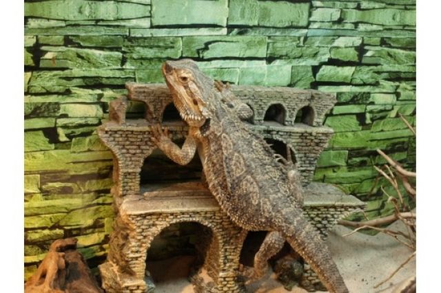 Bartagame mit Terrarium 100x50x50 | tieranzeigen.net