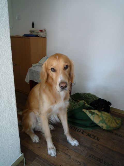 Golden Retriever (Mix), 2 J., sehr lieb und verspielt sucht neues ... - 59xGpexnyNYA