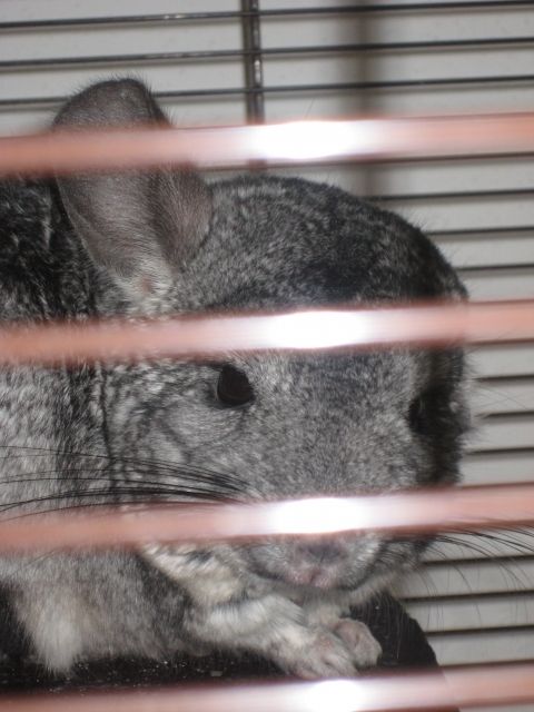 Chinchillas mit Käfig kostenlos abzugeben | tieranzeigen.net