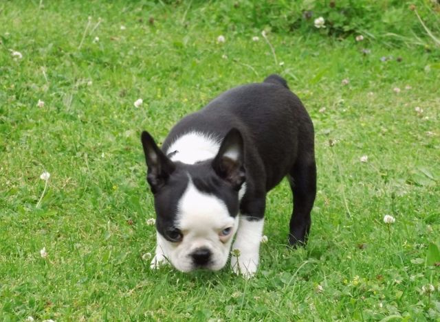 Boston Terrier Welpen sucht noch zuhause | tieranzeigen.net