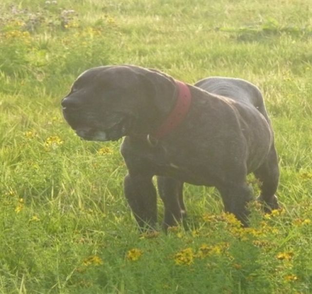 Presa/Dogo Canario Rüde zu vermitteln