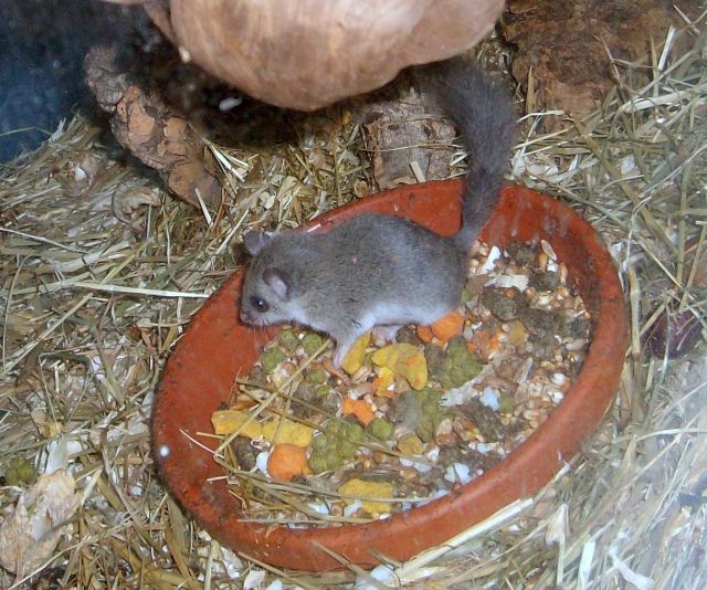 Afrikanische Zwergschläfer abzugeben | tieranzeigen.net