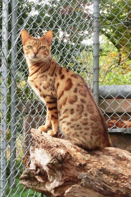 Bengalkatze | tieranzeigen.net