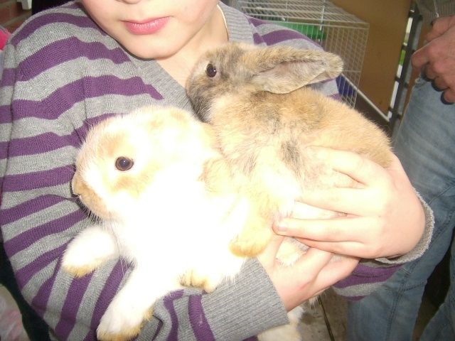 2 Kaninchen + 2 Baby Kaninchen zu verschenken