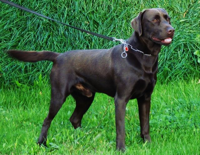 Schoko Labrador Welpen vom Bauernhof abzugeben