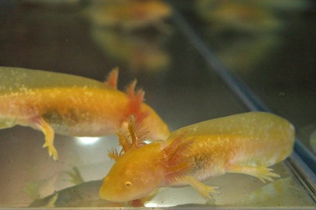 Axolotl | tieranzeigen.net