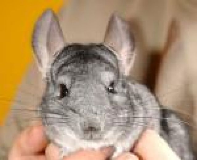 Chinchillas abzugeben | tieranzeigen.net