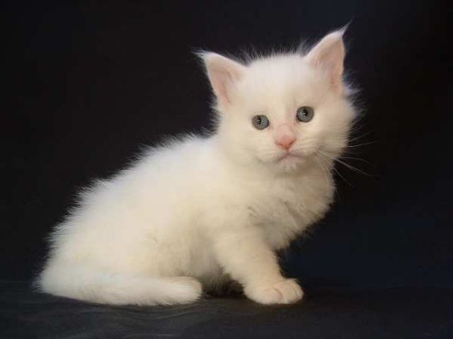 Weiße Maine Coon Babys