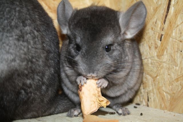 chinchilla sucht neues zu hause | tieranzeigen.net