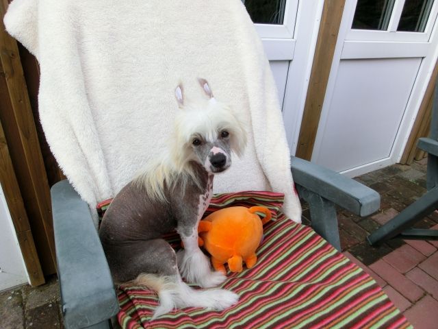 Chinese Crested, Welpe Rüde , hairless