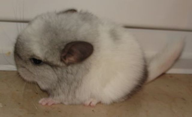 Chinchillas in vielen Farben Düsseldorfer Raum | tieranzeigen.net