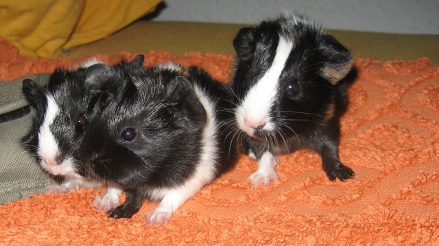 Meerschweinchen Kleinanzeigen Meerschweinchen Anzeigenmarkt Meerschweinchen Marktplatz Meerschweinchen Annoncen Meerschweinchen Inserate