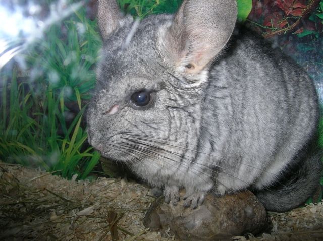 Chinchillas | tieranzeigen.net