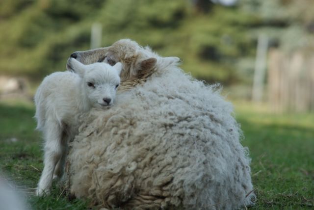 Weisses Quessantschaf Zwergschaf Lammchen Weibl Abzugeben Tieranzeigen Net