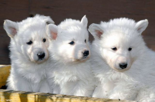3 weiße Schäferhund Welpen