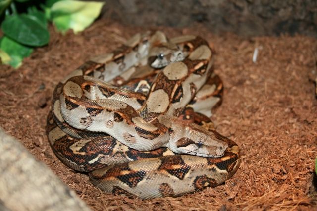 0.1 Boa c. imperator NZ 100% reinrassig aus Costa Rica! | tieranzeigen.net