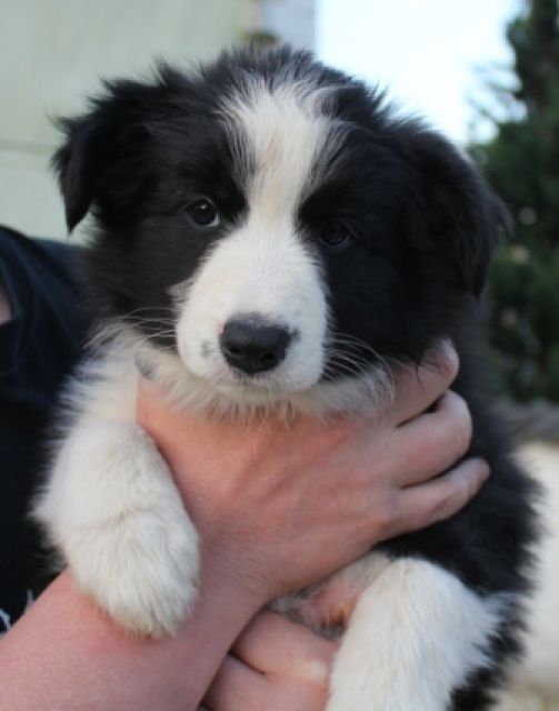 Reinrassige Border Collie Welpen VDH Züchter | tieranzeigen.net